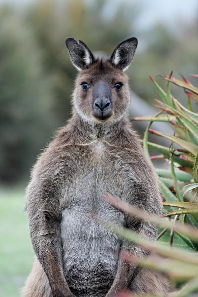 2007 05 08 Kangaroo Island 038-2_DXO.jpg